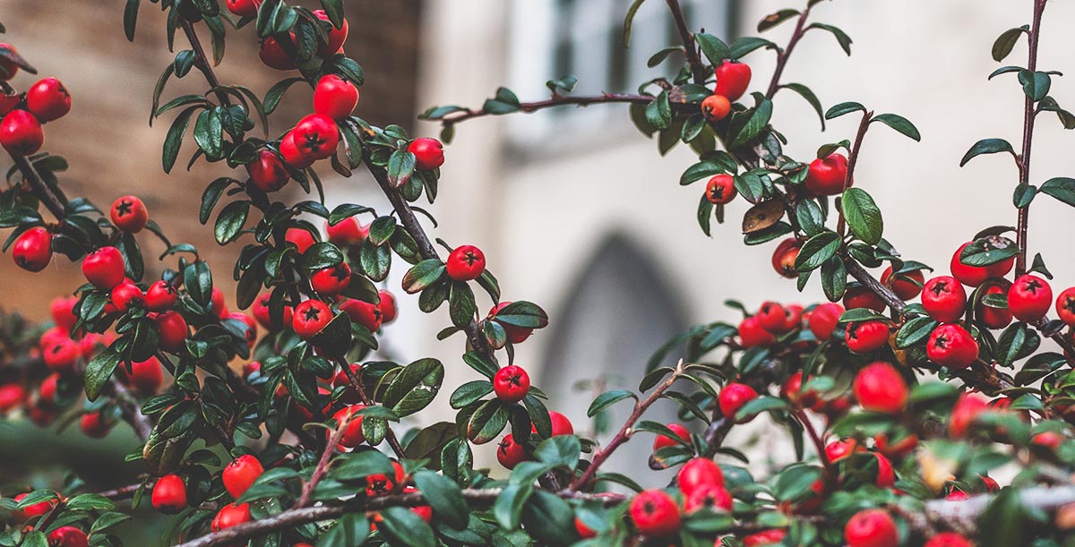 When You're Told Holly Berries Are Sweet