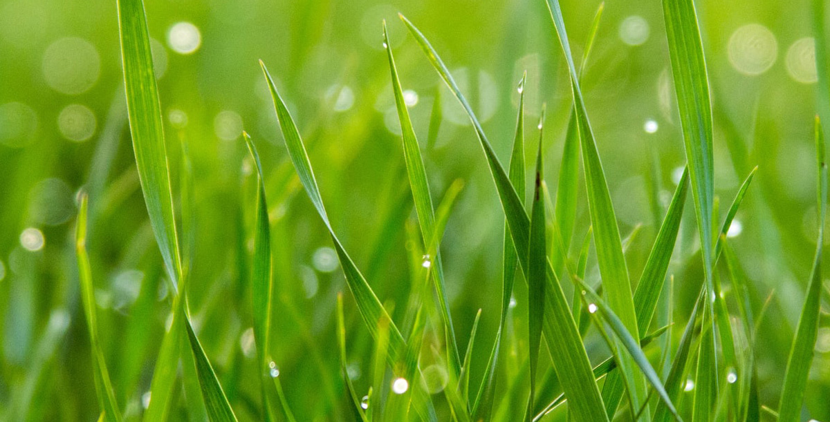 Kimi Hears the Sound of Grass Growing