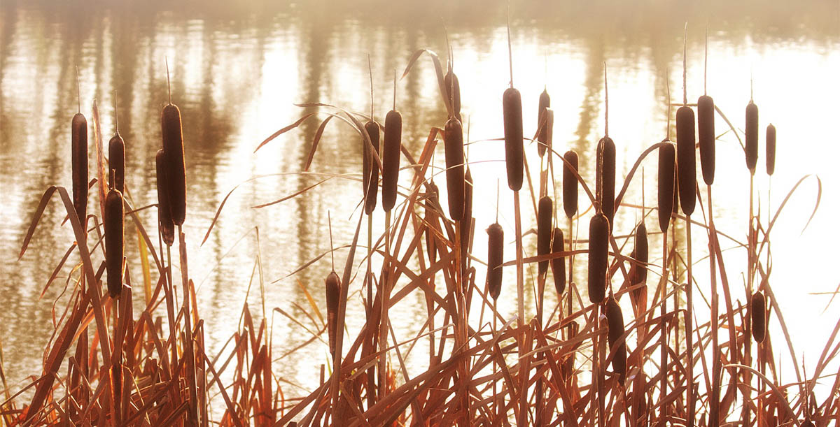 A Lemon in the Cattail Weeds