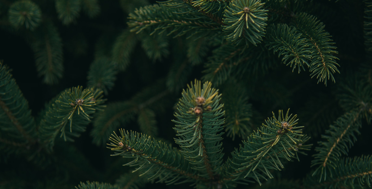 A Tulse Hill Christophany