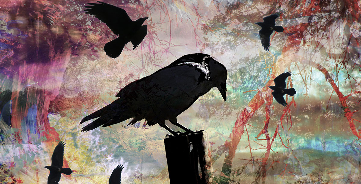 Crows Caw in Cwmdonkin Park