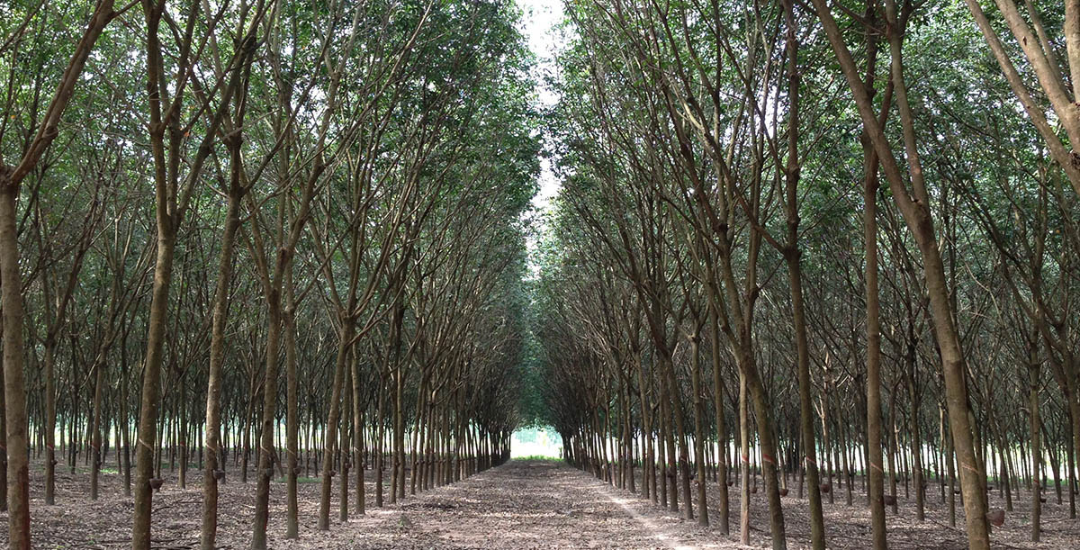 Ever Decreasing Circles