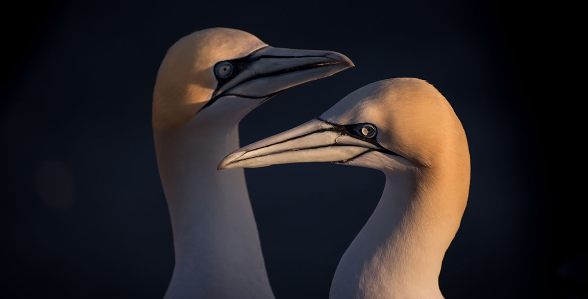 The Miner who would be a Gannet